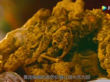 石柱中国黄连之乡#抖音助农 #抖音新农人 #振兴乡村 #乡村振兴dou行动 #中药材 #中药 #农特产品 @抖音小助手 @抖音同城
