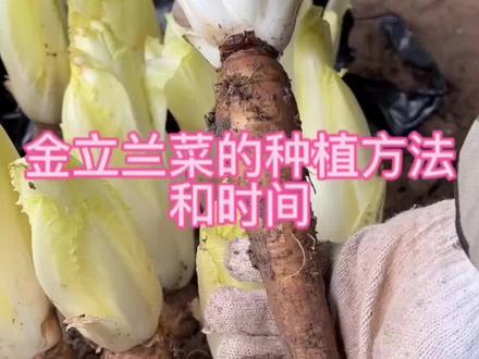 金玉兰菜的种植方法#阳台小院均可种植 #抖音助农#三农