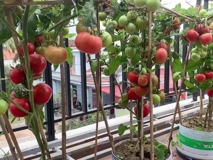 自家阳台种植的西红柿,丰收爆棚了,哈哈哈#西红柿种植#番茄种植#农业种植 #绿色有机蔬菜 #阳台种菜 #新农人计划 #家庭种植 #种植 @抖音小助手