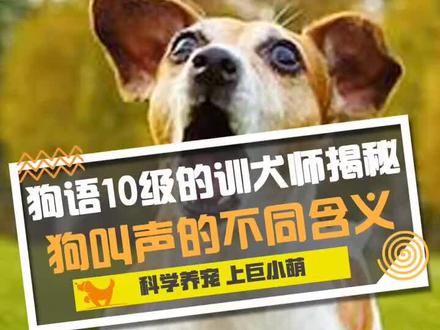 狗语十级的训犬师揭秘:狗狗叫声的不同含义 #乘风破浪的好物 @DOU+小助手