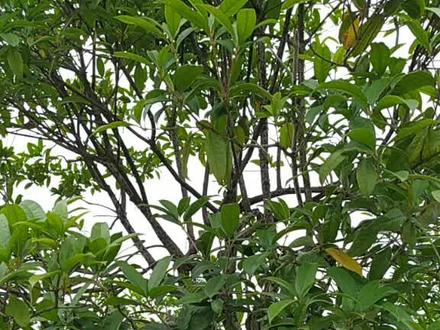 此树桂花树,又名桂树,皮叫桂皮,叶叫香叶,花叫桂花,结的籽叫八角,全身都是宝啊!