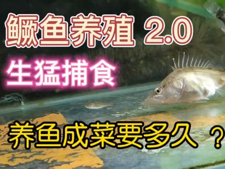 男人喜欢生猛捕食的鳜鱼,养鱼成菜的鳜鱼养殖过程简单吗?#猛鱼 #鳜鱼 #养鱼成菜 #鳜鱼养殖 #生猛捕食 #斑点鳜鱼