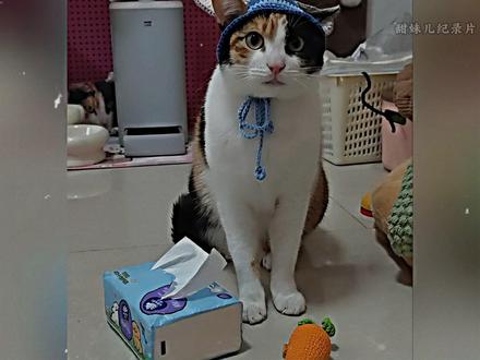 《笨猫蒙题》它根本就不是变聪明了,只是学会稍息是吗? #猫咪 #抽象 #离谱 #万万没想到