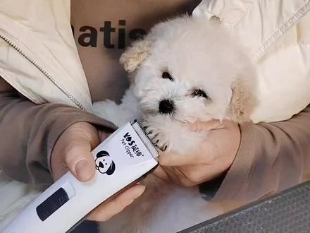 狗狗到底应不应该剃光脚垫里的脚底毛