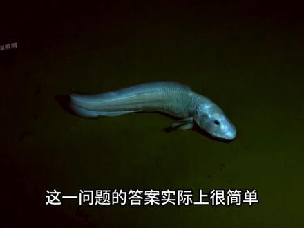 为什么深海生物会演化成巨型生物? #深海恐惧症 #探索发现 #科普一下 #涨知识