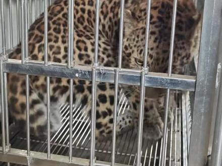 陶唐峪乡华北豹已被救助 无人员伤亡
陶唐峪乡华北豹已被救助
安全转到临汾市野生动物救助站
#霍州 #华北豹 #陶唐峪