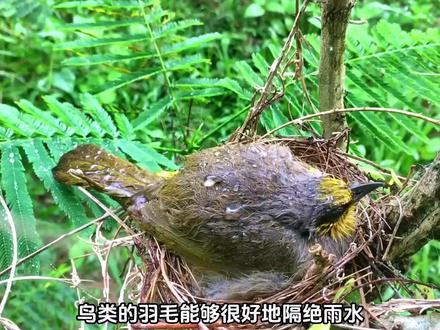 开口向上的鸟窝遇到下雨可怎么办?#动物趣闻 #动物百科 #神奇动物在抖音 #动物世界