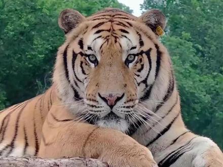 这个我朋友打得过嘛 #科普