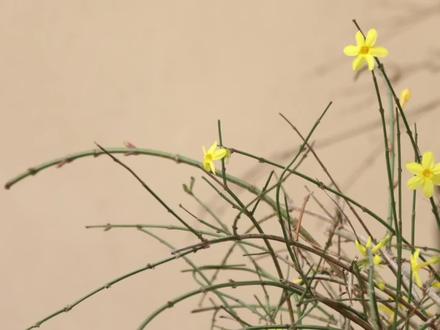 我们花园人的春天,从一盆迎春花开始~#立春 #立春至万物归 #花园种植 #花园造景设计 #植物景观设计