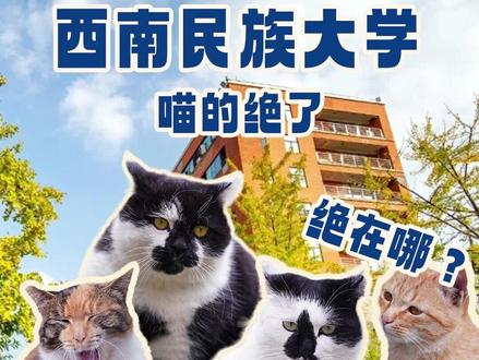 喵的绝了!?走进西南民大! @喵的绝了(西南民族大学航空港校区版) #西南民族大学#TNR #大学里的猫 #校园流浪猫#领养代替购买