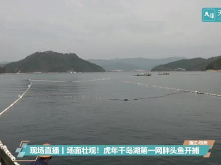 场面壮观!虎年千岛湖第一网胖头鱼开捕