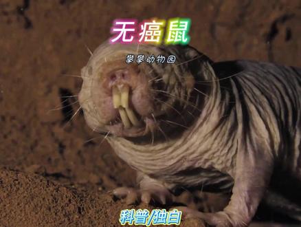 永不患癌的裸鼹鼠, 长的丑活得久的裸鼹鼠,用个体的消融,融入更广阔的生命洪流。#神奇动物在抖音 #动物世界 #动物科普 #裸鼹鼠 #动物解说