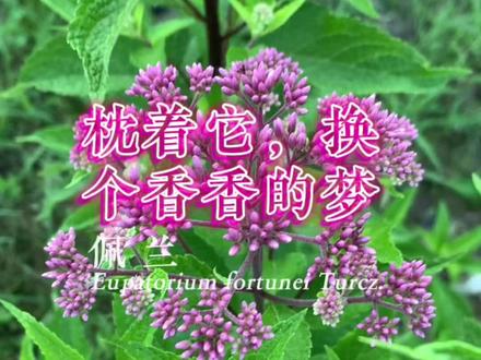 枕着它,换个香香的梦!#佩兰 #植物科普 #中草药