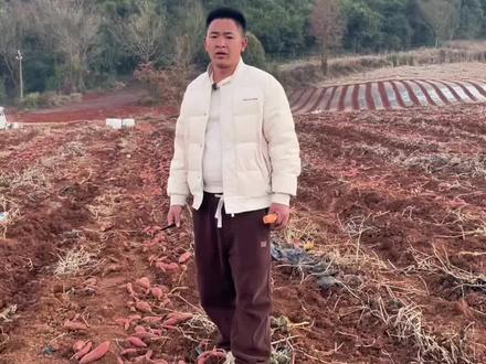 说是我们云南有毒红薯。种植户不报出来。永远只有老农受害#毒红薯 #央视点名 #云南人 #节点施肥#增薯淋