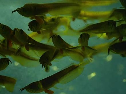 洪泛森林,一个水的世界 #亚马逊雨林 #龙鱼 #树懒