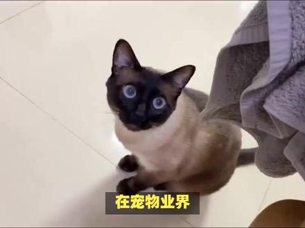 暹罗猫品质怎么看?品质优良的暹罗猫必定拥有纯正的血统!
