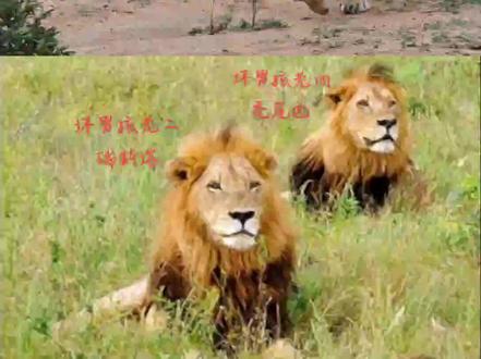 #狮子 #爱护大自然保护野生动物 #动物世界 #雄狮 #@上热门 #坏男孩联盟
坏男孩第三代武耶拉联盟
延续坏男孩使命