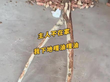 主人不在家我下地嘎油嘎油#搞笑 #嘎油嘎油