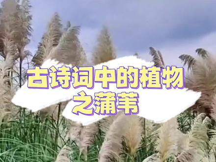 “君当作磐石,妾当作蒲苇。蒲苇韧如丝,磐石无转移。”这句流传千古的名句,现如今大家常用来表示男女恋情的坚贞不移。关于蒲苇,除了这两句诗,生活中我们碰见了还有一个注意事项哦,快来get吧!
#阳春三月春暖花开 #文化 #发现生活美