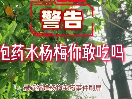泡药水杨梅 分清杨梅 别让真正良心商贩寒了心#福建漳州 #媒体曝光 #人民锐评药水杨梅事件 @抖音小助手