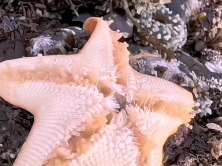 看视频长知识#一起看看海底世界#探索新奇#海洋生物海星