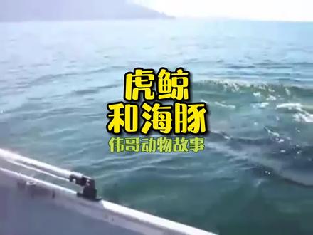 外出钓鱼的女子遭遇虎鲸猎杀海豚,结局令人震惊!#动物世界 #迷惑行为大赏
