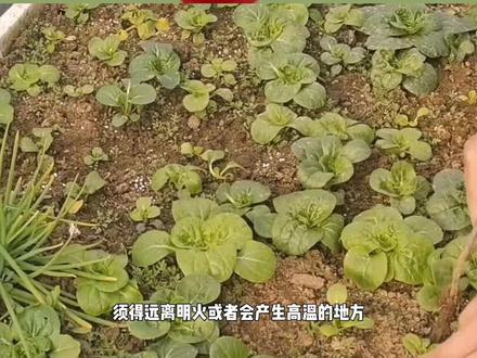 泡沫箱种的菜致癌,这是真的吗?白色泡沫箱真的有毒吗? #科普 #种菜 #楼顶种菜 #阳台种菜