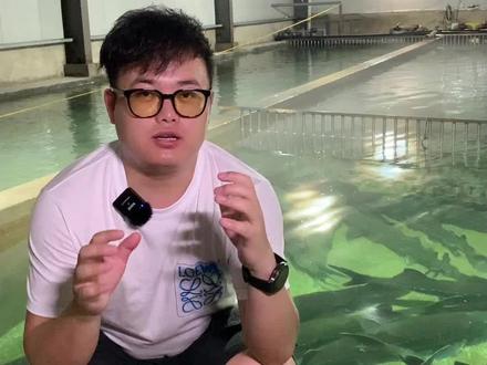 200多条鲟鱼在你面前的感觉太震撼了,鲟鱼的养殖周期真的是太漫长,鱼子酱确实贵有贵的道理