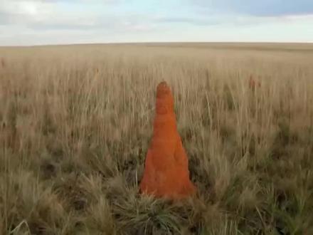 难以置信的!无用的美洲虎很容易被食蚁兽远处的长喙击倒。 #爱护大自然保护野生动物 #野生动物零距离