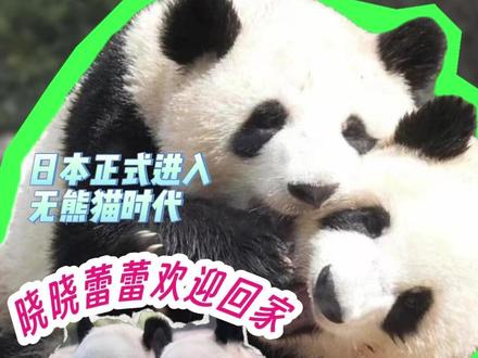 日本进入无熊猫时代,晓晓蕾蕾回家过年咯!#大熊猫晓晓蕾蕾 #旅日大熊猫 #大熊猫晓晓 #大熊猫蕾蕾