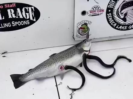 这种鱼能吃吗 #鱼 #科普知识#鳗鱼