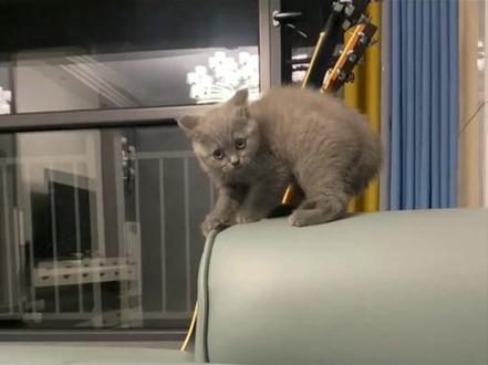 猫咪为什么弓背#记录猫咪日常 #宠物知识 #猫咪的迷惑行为