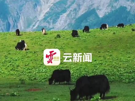 用《生命树》打开大美云南,雪山(云南)一直在那里,你要亲自来看看!
#来云南旅居吧 #有一种叫云南的生活 #美好生活在云南