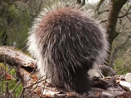 豪猪长成这样怎么繁殖呢?#豪猪 #豪猪刺 #动物世界 #动物 #大自然的馈赠