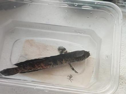 黄金眼镜蛇跳缸,唉#雷龙鱼