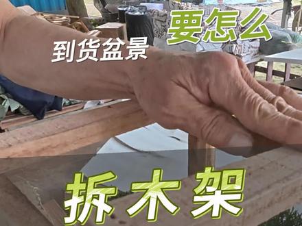 盆景到货拆木架教程!要不要缓苗一看就懂 盆景收到不会拆木架?拆完不用瞎折腾缓苗,盆土湿润直接摆阳台观赏就行。拆箱简单不伤桩,发货打包更扎实,养护浇水看主页教程。 #盆景 #盆景养护 #拆箱 #真柏盆景 #花事盆玩