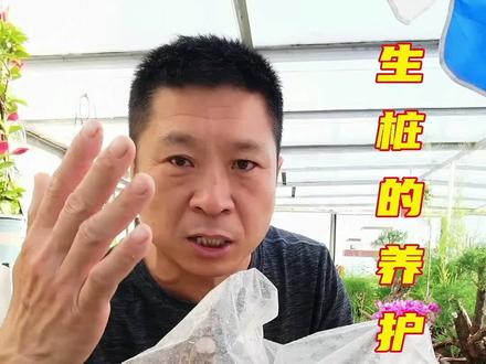 生桩下山桩,怎样去养护呢?#花卉绿植 #抖音助农 #新农人计划 #我要上热门 #一花一草一世界 #新农人创业 #养花人的乐趣 #园艺 #绿植原产地优选 #盆栽 #盆景 #灵感创作 #花卉 #好物推荐🔥