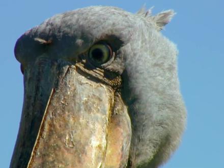 螳螂捕蝉黄雀在后,强大的肺鱼终结还是没能躲过鲸头鹳这一关 #动物世界看人生百态#野生动物#人与自然#纪录片解说
