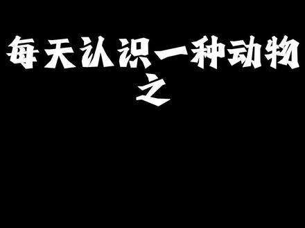 鬼迷日眼的微笑狗狗,柴犬#动物的迷惑行为 #狗狗#柴犬#科普
