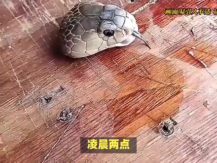 马桶里钻出一条蛇?这绝不是恐怖片桥段!