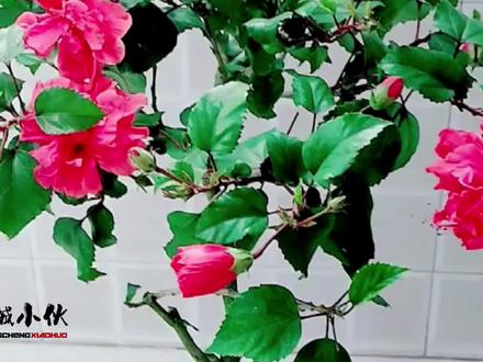 木槿花枯叶黄叶落叶原因分析和养护,老花农讲得很详细 #木槿花 #分享家庭养花知识 #养花匠