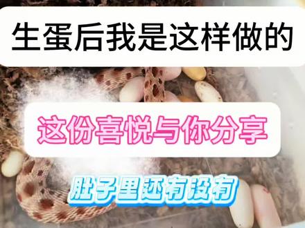 #宠物蛇 #爬宠 咱家猪鼻,顺利生了,记录一下。