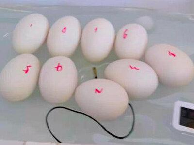 #鹅蛋孵化 水床孵化鹅蛋1~3天跟练版#人工孵化 #孵鹅蛋 #孵化 #水床孵化