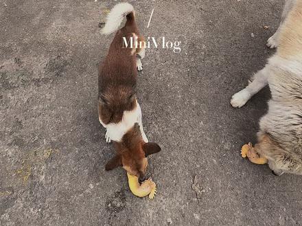 好几只小狗不在了希望都会被善待#救助流浪狗 #流浪动物救助 #狗狗的心思都写在脸上了 #记录真实生活