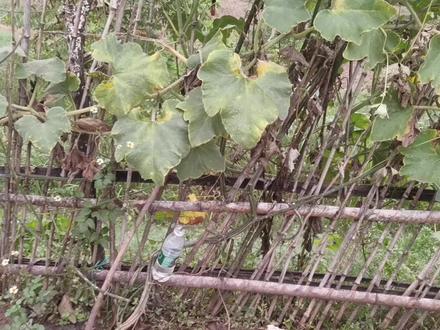 丝瓜藤里的水接满矿泉水瓶?来看看真假 #丝瓜 #纯天然无添加