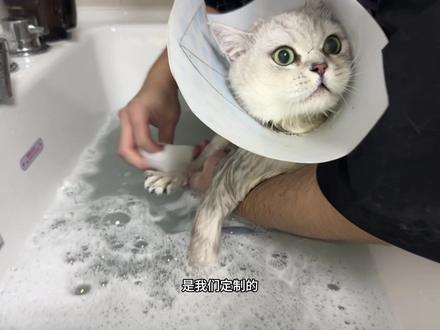 这只小猫很凶,不让家长梳毛,有攻击性,家长爱他而且听劝,在讲解了剃毛的危害之后,最终同意去底绒代替剃光腚,来看看小猫与洗护师的爱恨情仇吧#猫咪洗澡#长春宠物店#长春专业宠物店#猫洗澡#猫