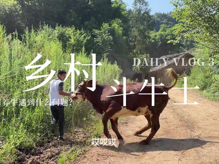 当牛尾巴翘起来的那一刻,我就输了
##农村生活 #牛