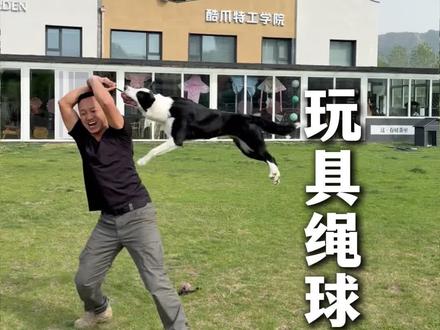 为什么给狗狗买玩具球,一定要买带绳子的? #狗狗玩具球#养狗经验分享#萌宠好物#训犬#互动绳球