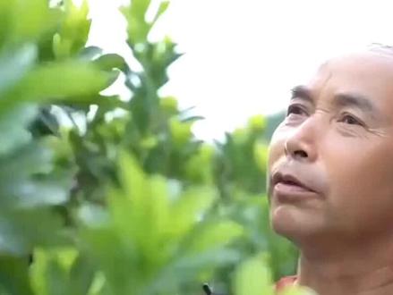 三家央媒体聚焦漳州杨梅事件