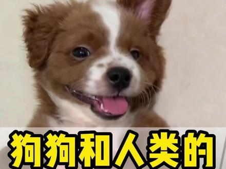 狗狗1岁≠人类7岁!新的年龄换算表看这里! #狗狗年龄 #狗狗年龄算法 #养狗 #涨知识 #科学养宠